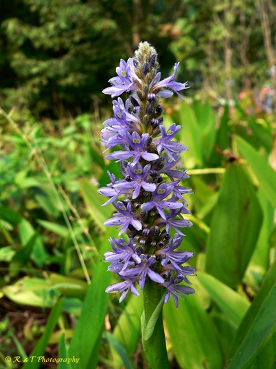 {Pontederia cordata var. cordata}